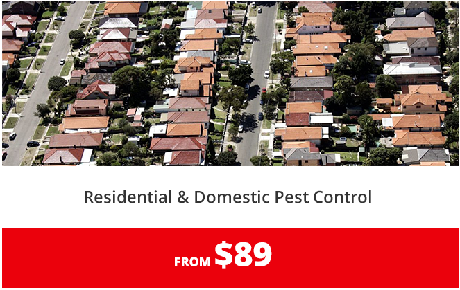 Termite Inspections & Individualised Termite Treatment programs