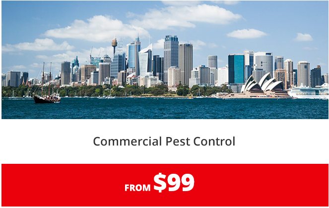 Termite Inspections & Individualised Termite Treatment programs
